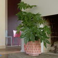 Japanese aralia